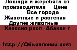 Лошади и жеребята от производителя. › Цена ­ 120 - Все города Животные и растения » Другие животные   . Хакасия респ.,Абакан г.